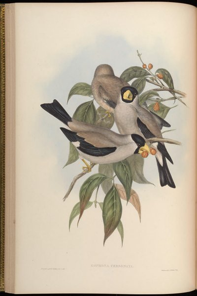 Eophona personata - John Gould